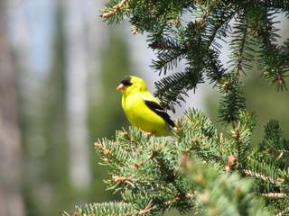 goldfinch